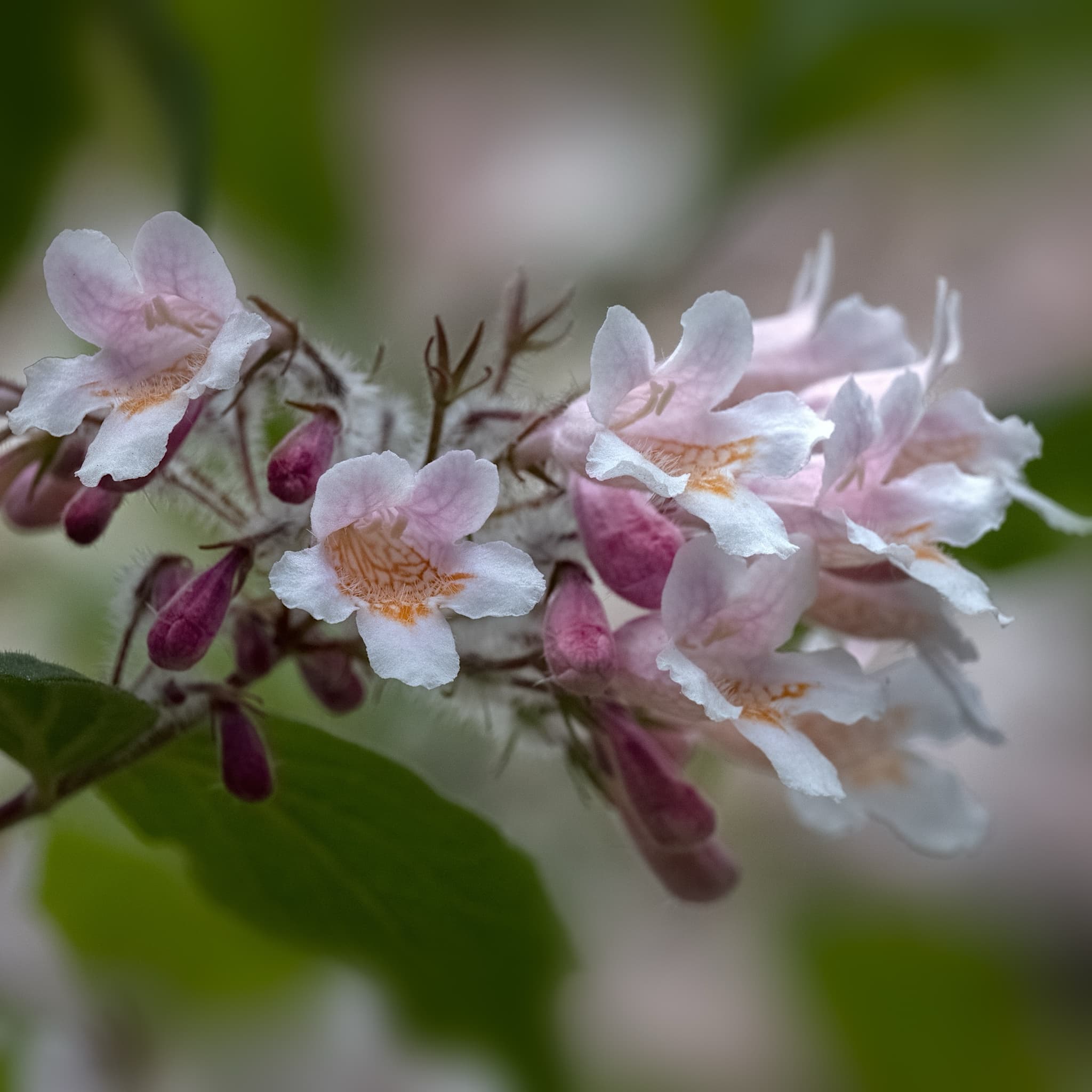 Kolkwitzia amabilis 'Pink Cloud'