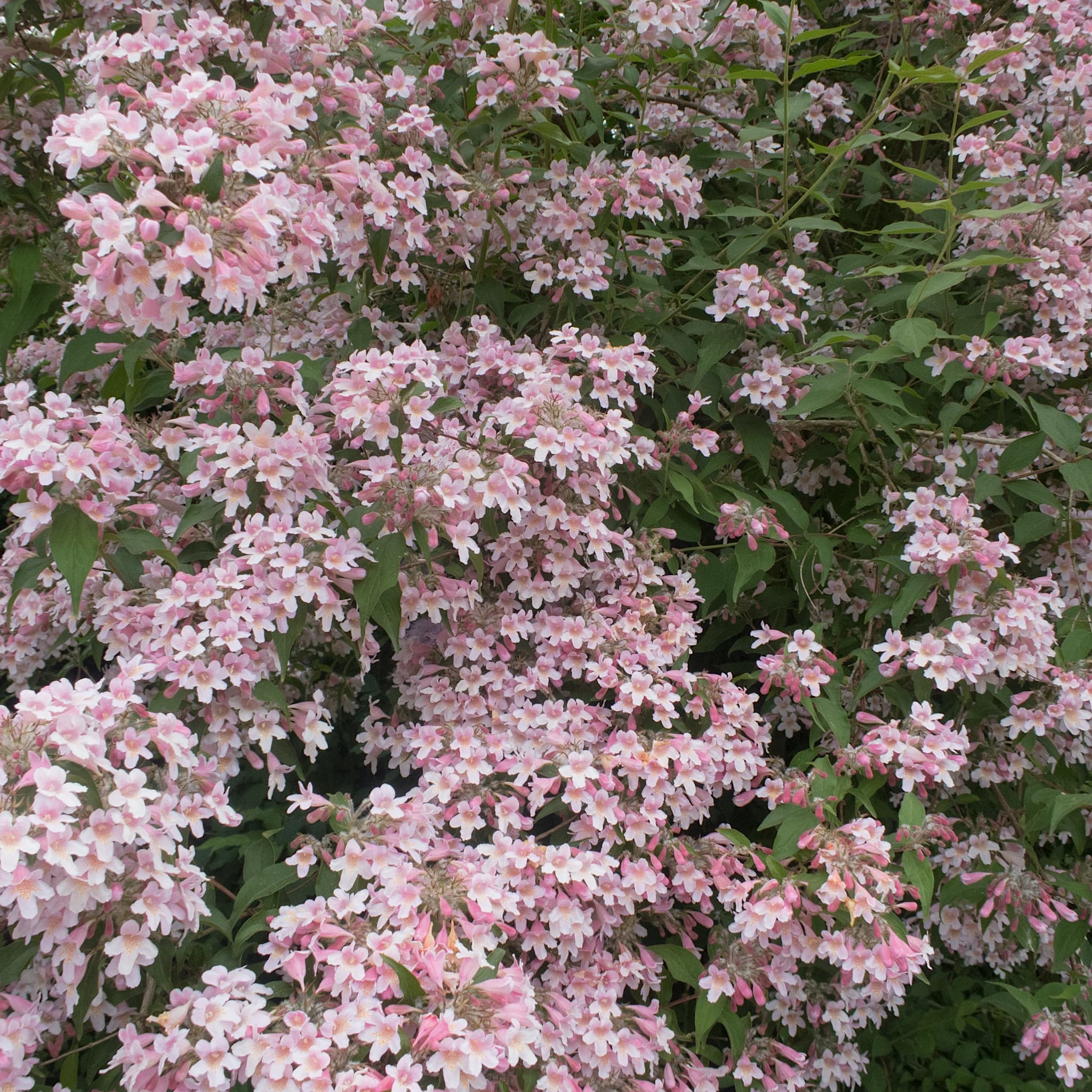 Kolkwitzia amabilis 'Pink Cloud'