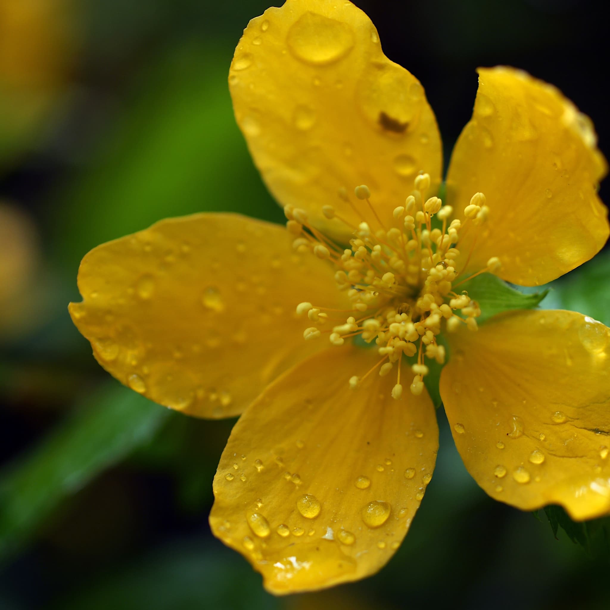 Kerria japonica 'Golden Guinea'