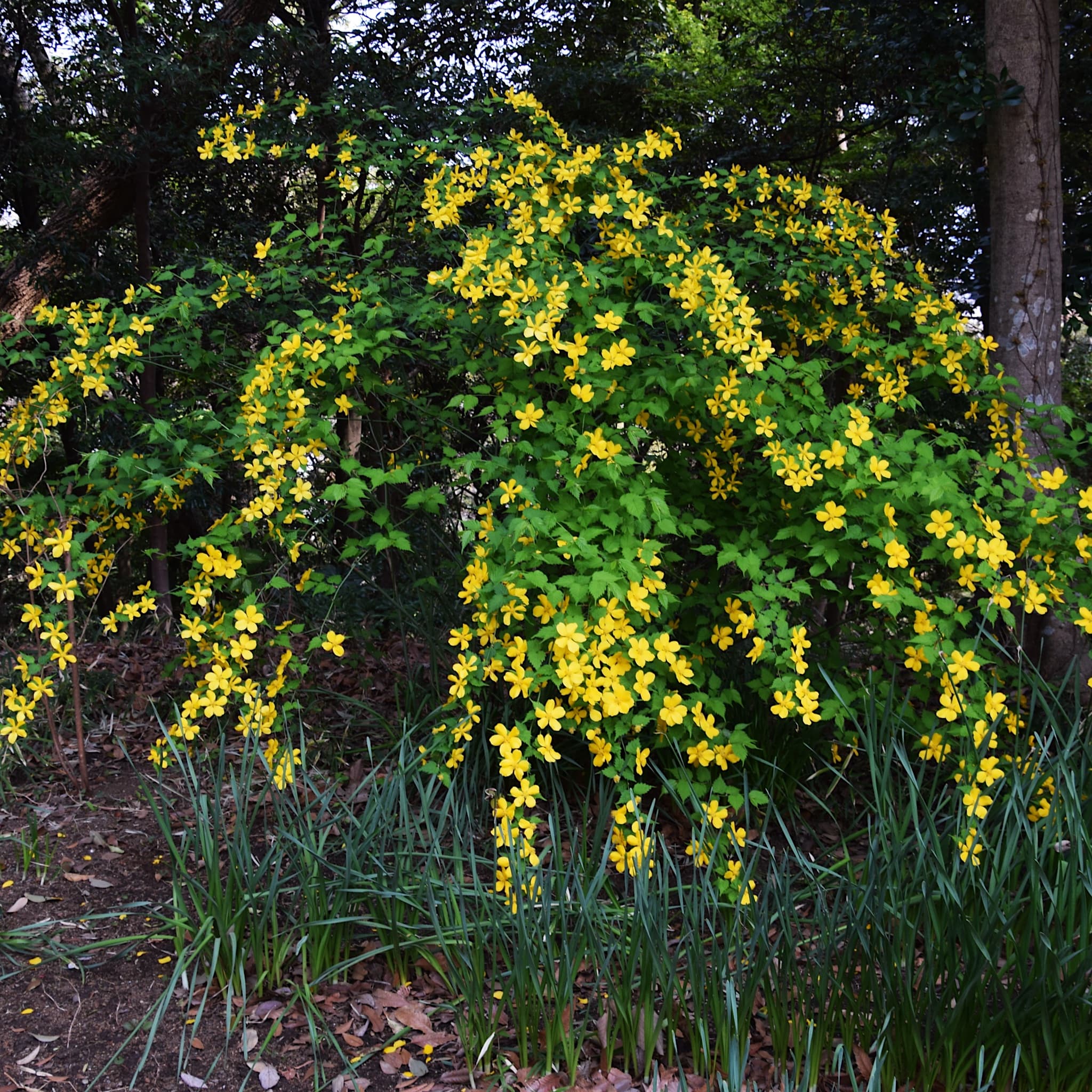 Kerria japonica 'Golden Guinea'