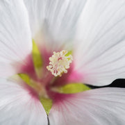 Lavatera 'Baby Barnsley'