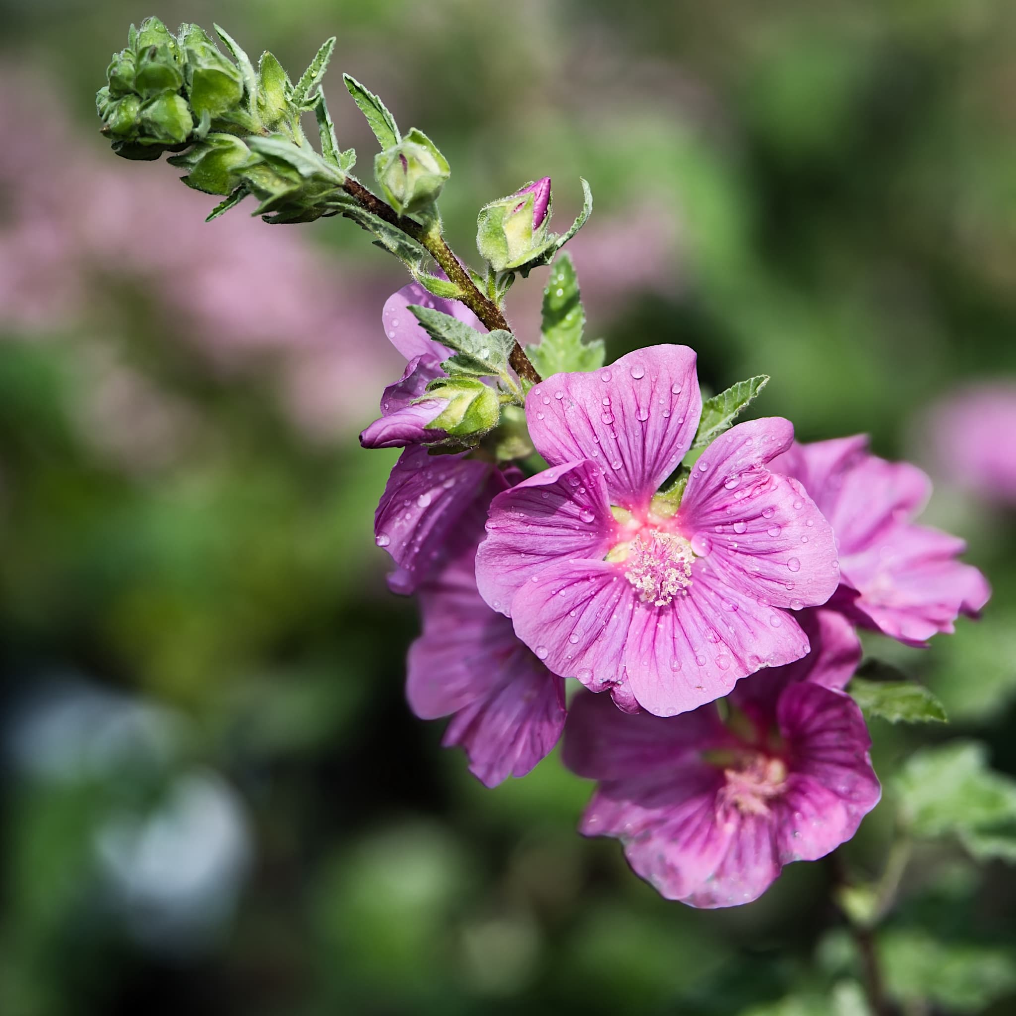 Lavatera 'Bredon Springs'