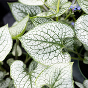 Brunnera macrophylla 'Sea Heart'