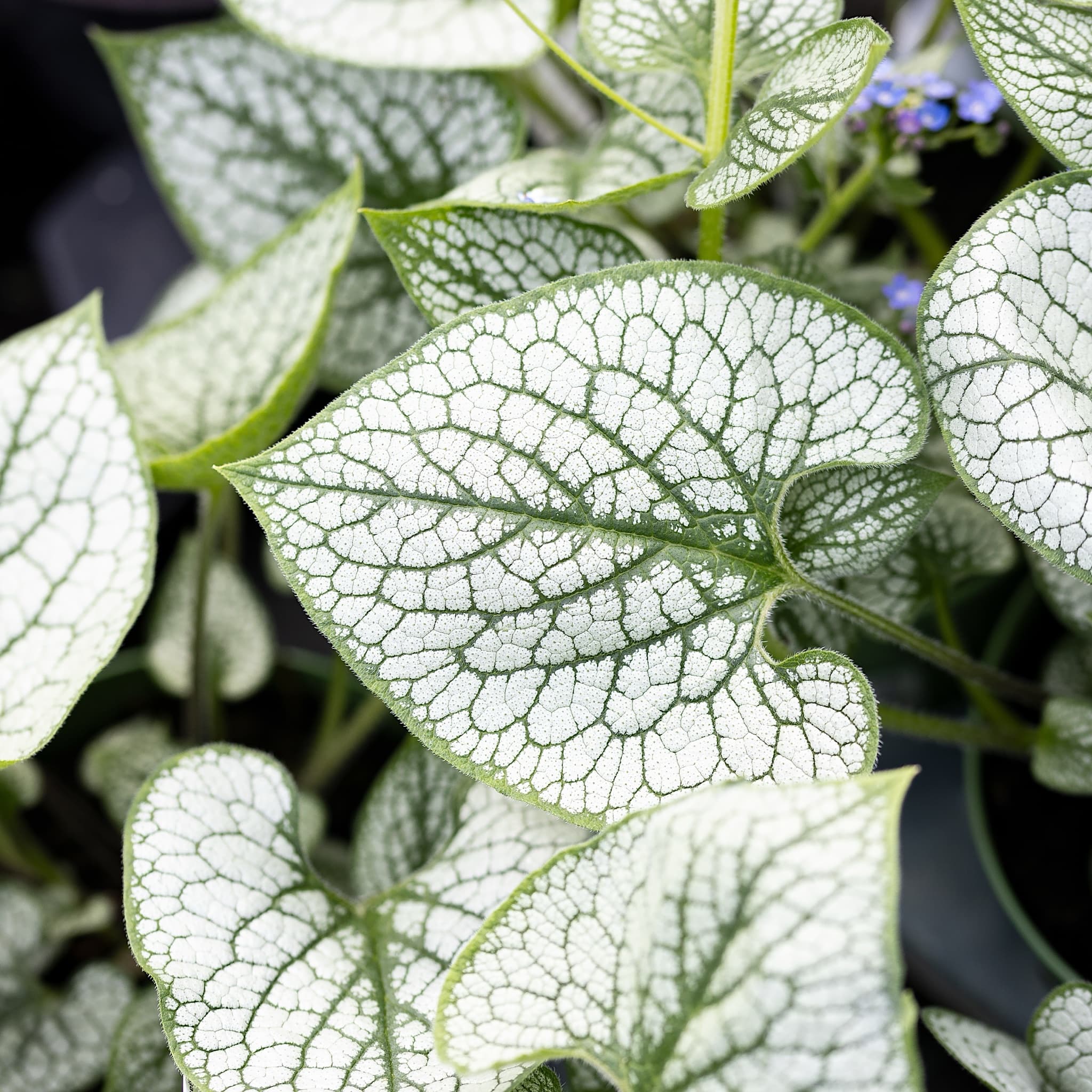 Brunnera macrophylla 'Sea Heart'