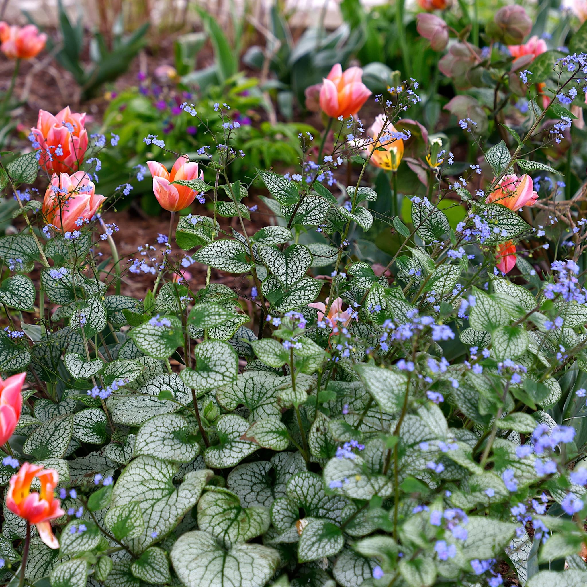 Brunnera macrophylla 'Sea Heart'