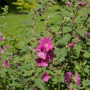 Lavatera 'Burgundy Wine'