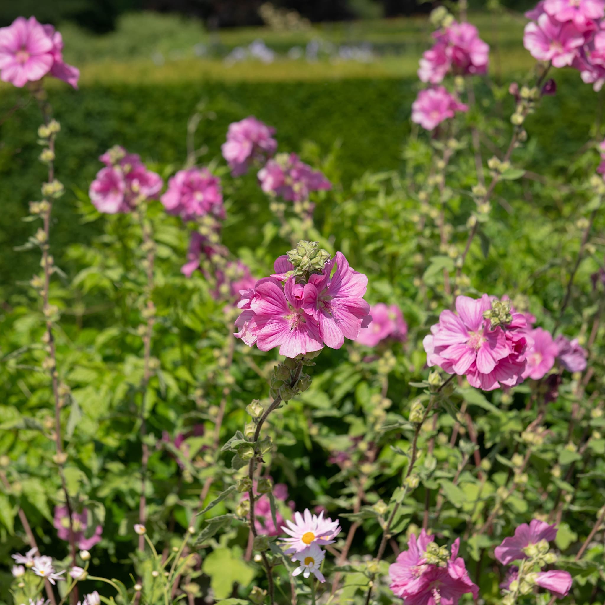 Lavatera 'Burgundy Wine'