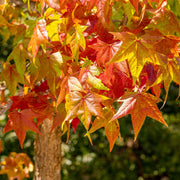 Liquidambar styraciflua