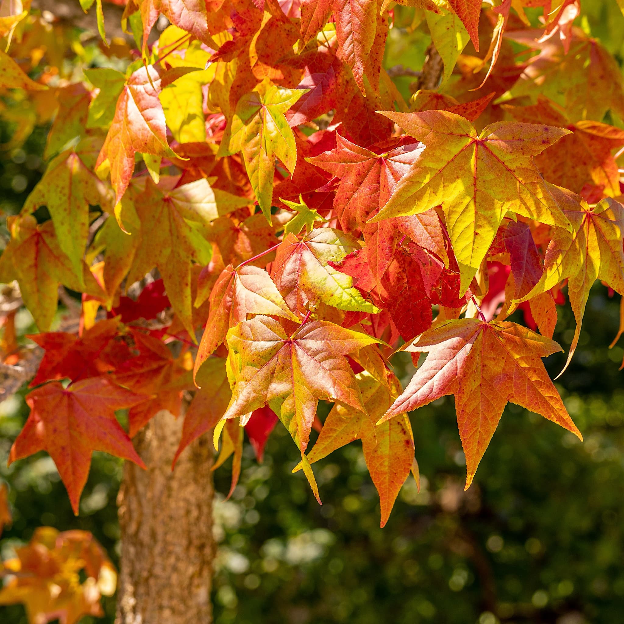 Liquidambar styraciflua