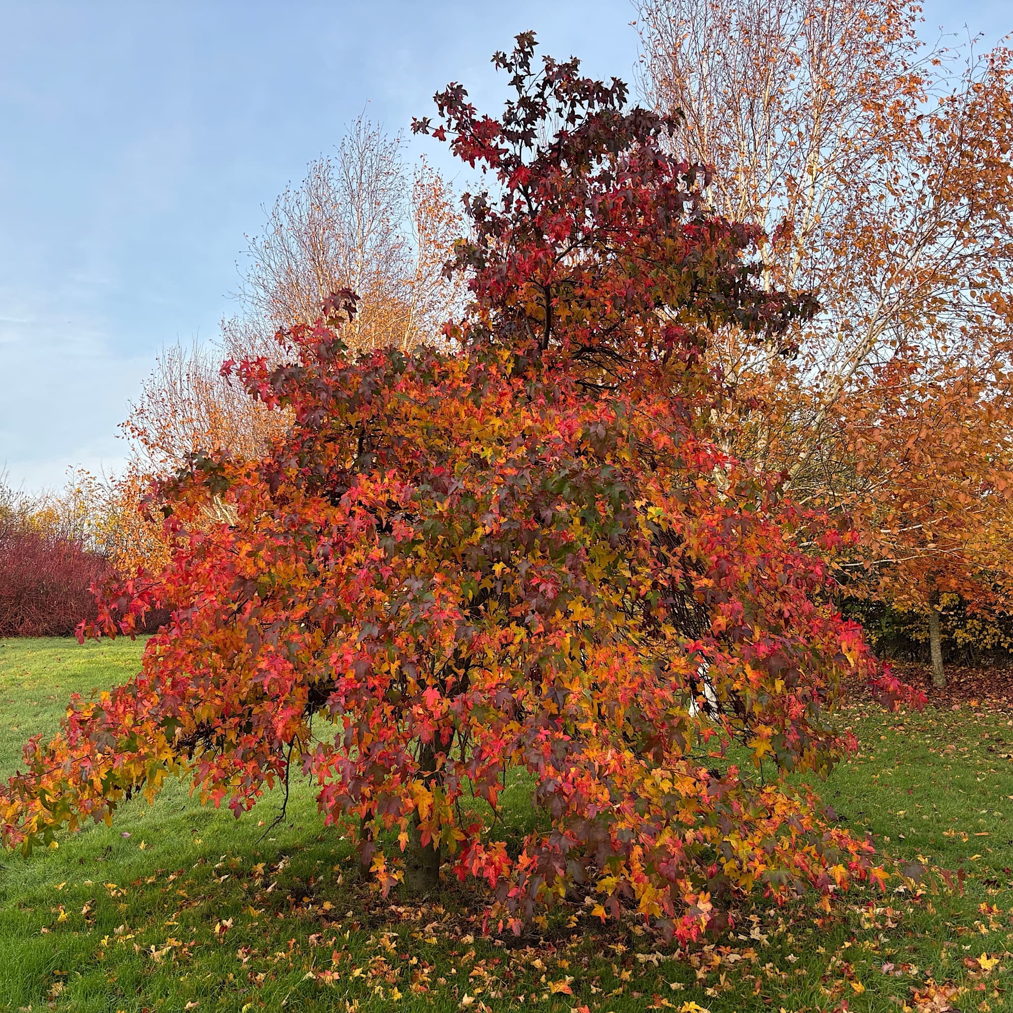 Liquidambar styraciflua