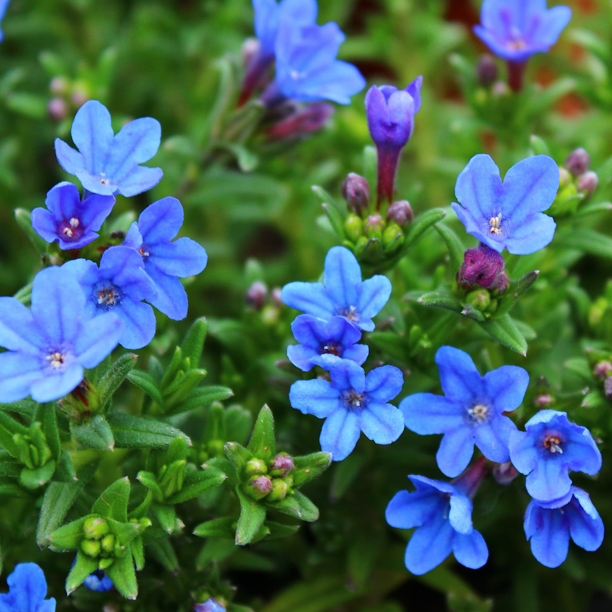 Lithodora diffusa 'Heavenly Blue'