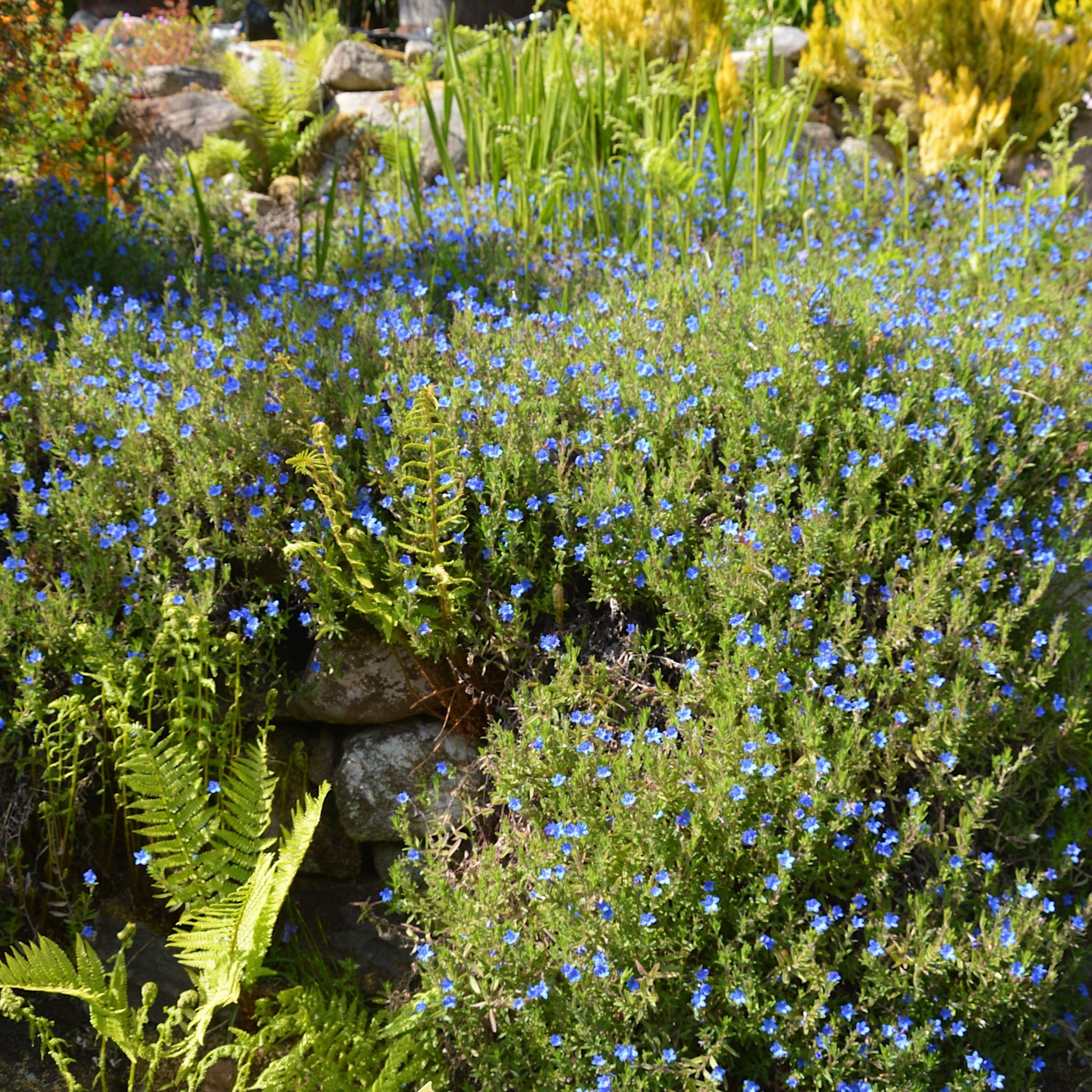 Lithodora diffusa 'Heavenly Blue'