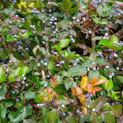 Mahonia aquifolium 'Apollo'