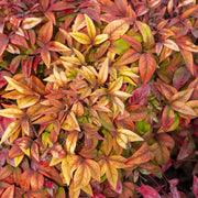 Nandina domestica 'Blush Pink'