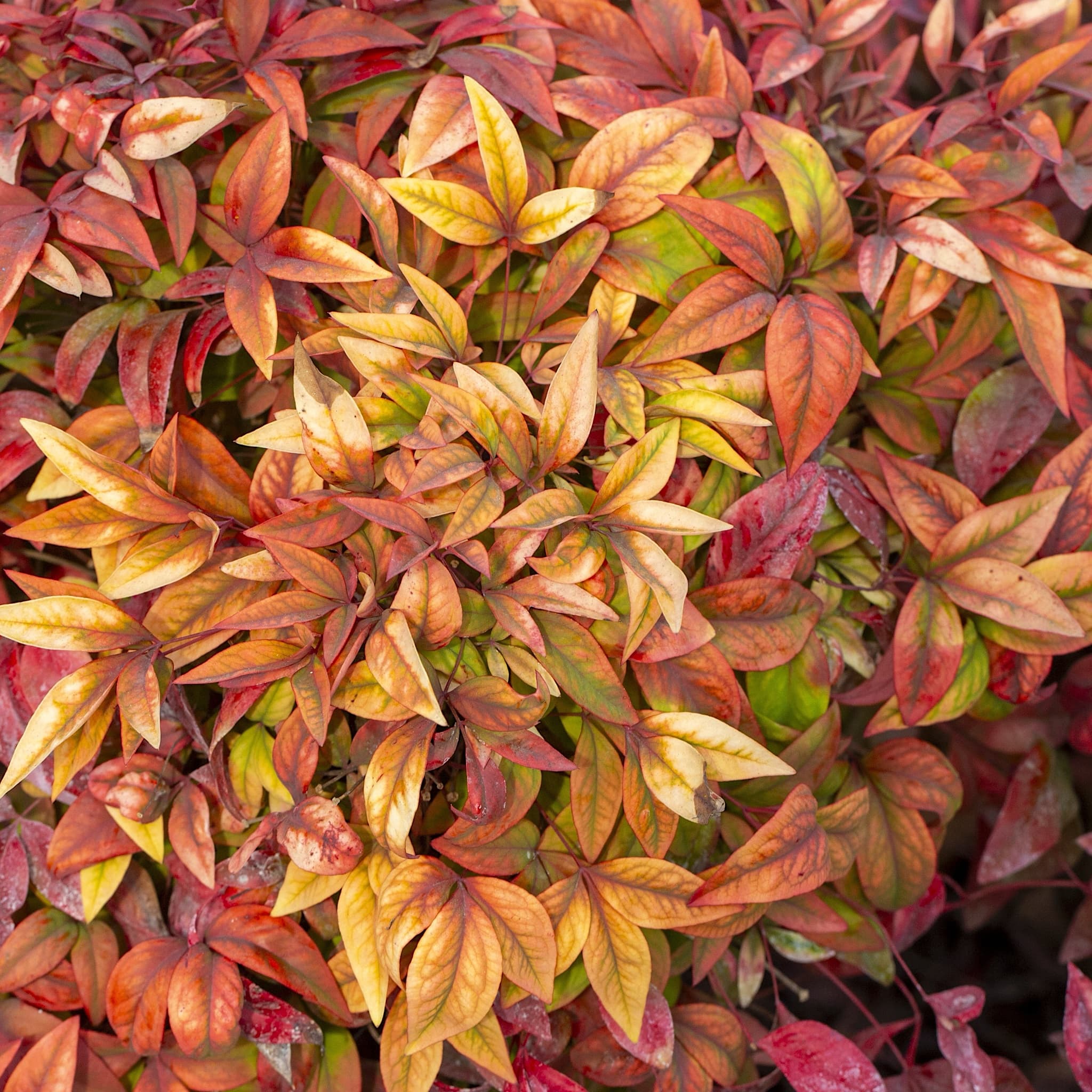 Nandina domestica 'Blush Pink'