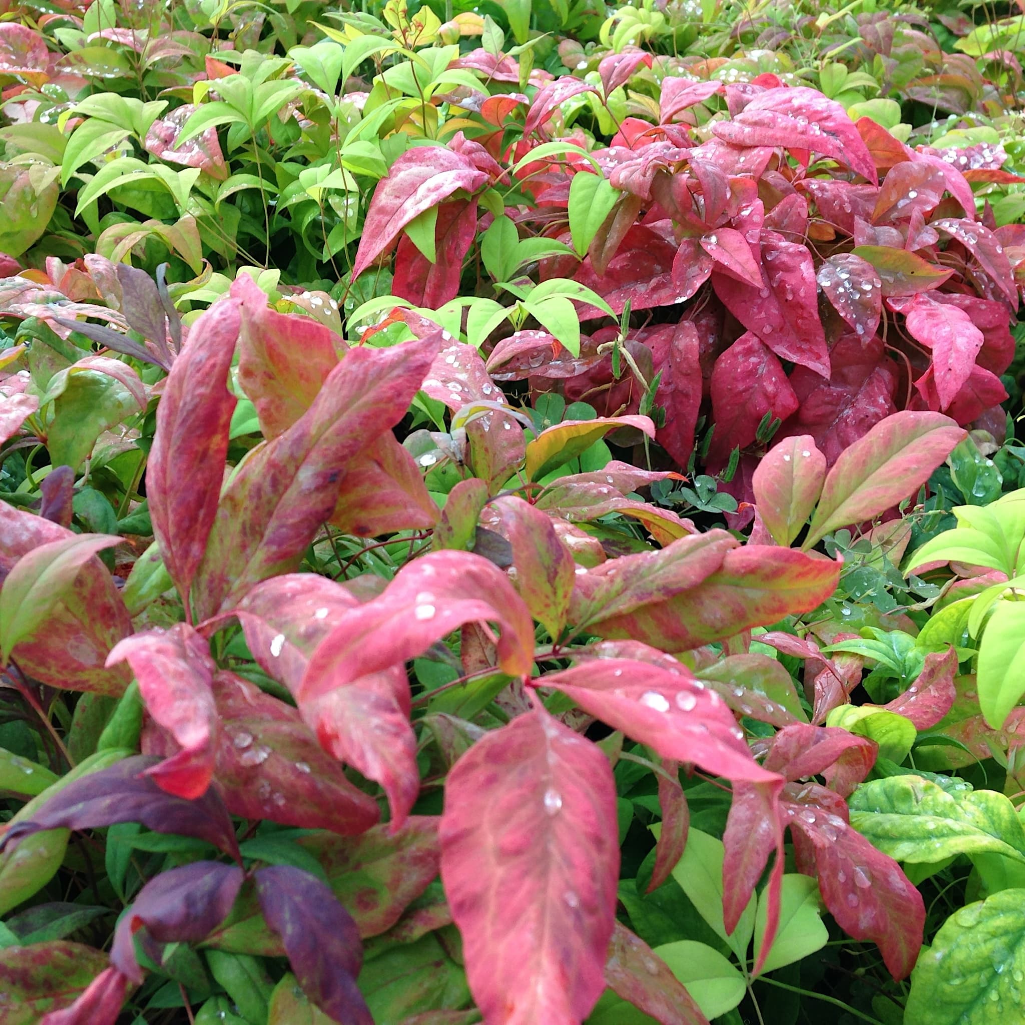 Nandina domestica 'Blush Pink'
