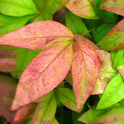 Nandina domestica 'Fire Power'