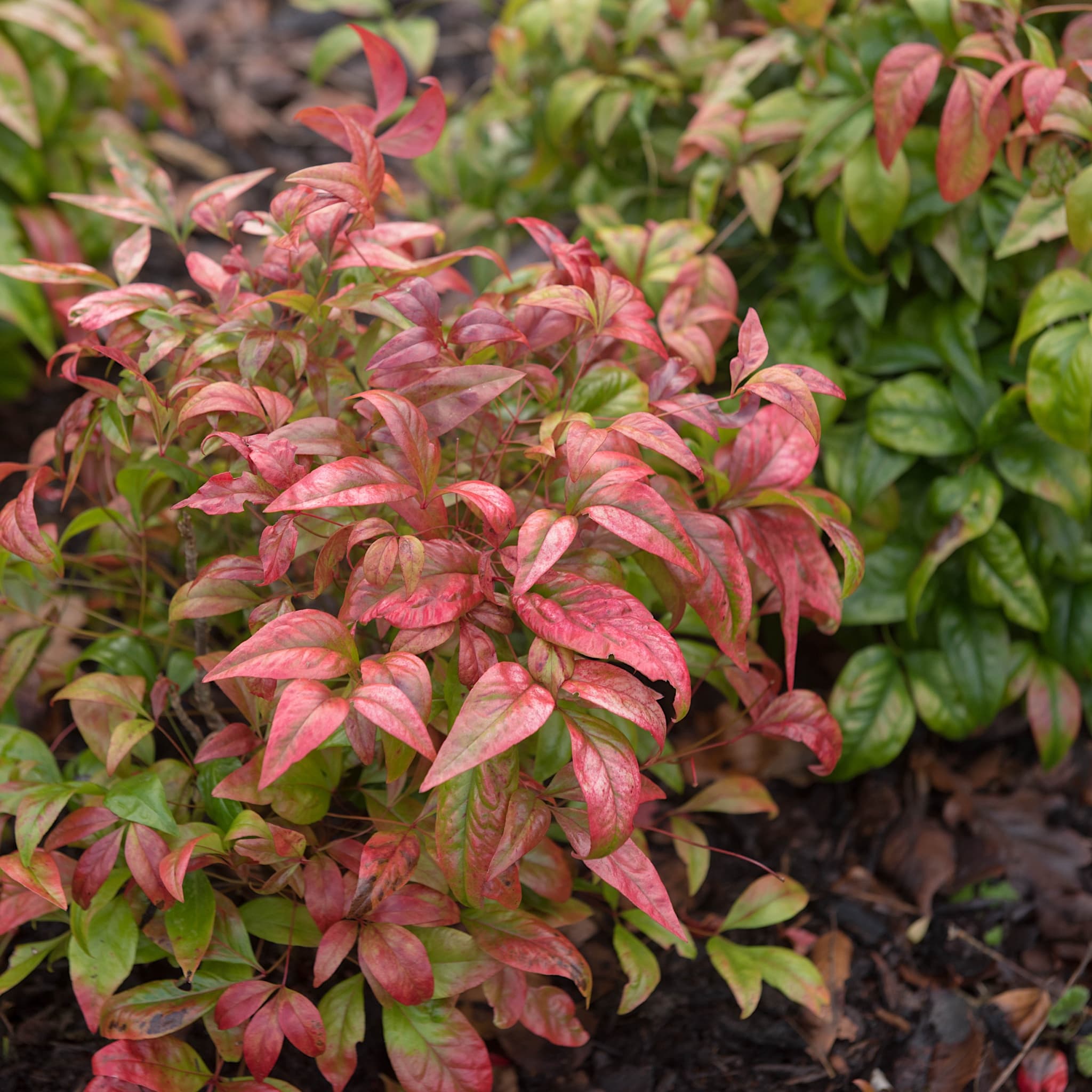 Nandina domestica 'Fire Power'