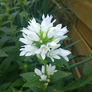 Campanula glomerata 'Alba'