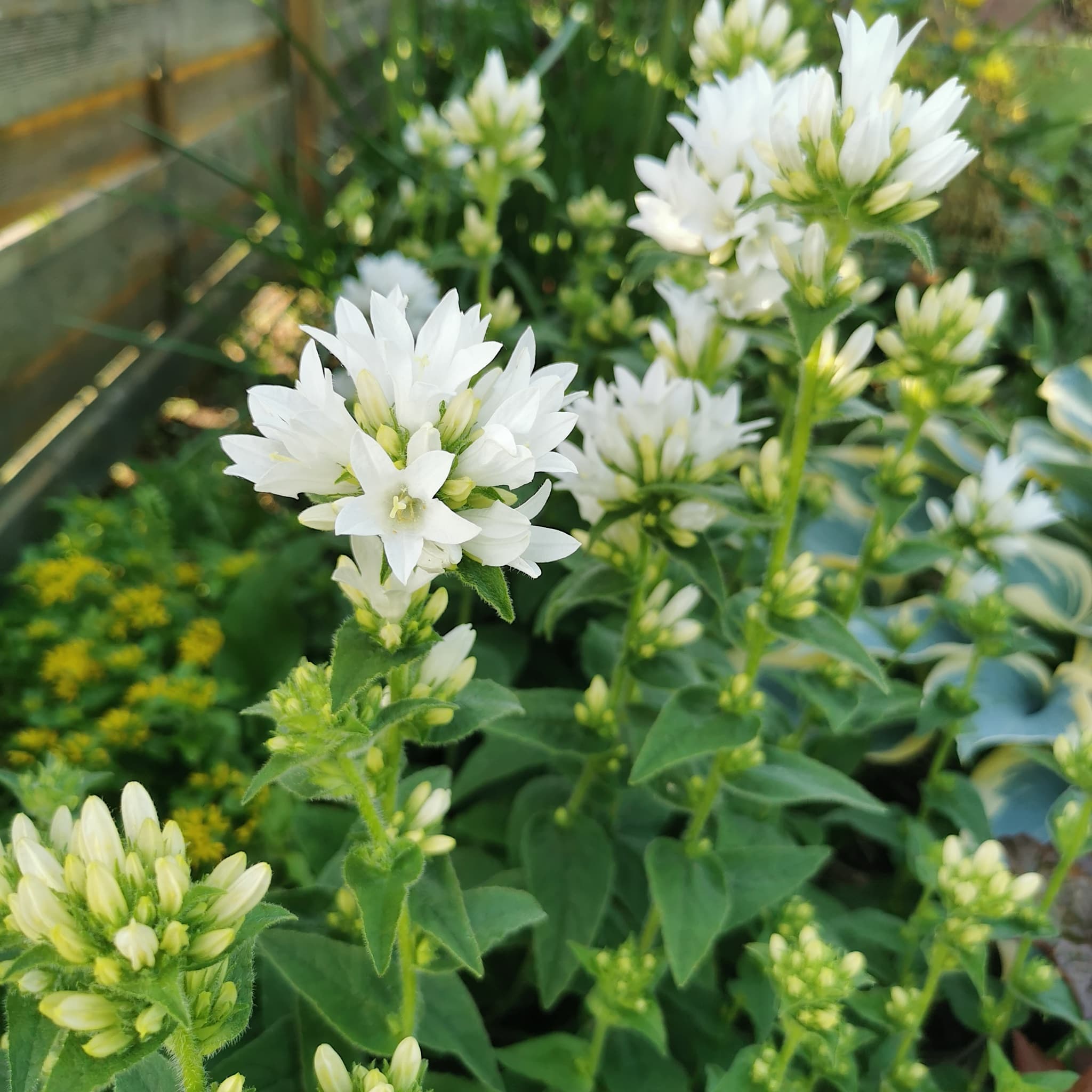 Campanula glomerata 'Alba'