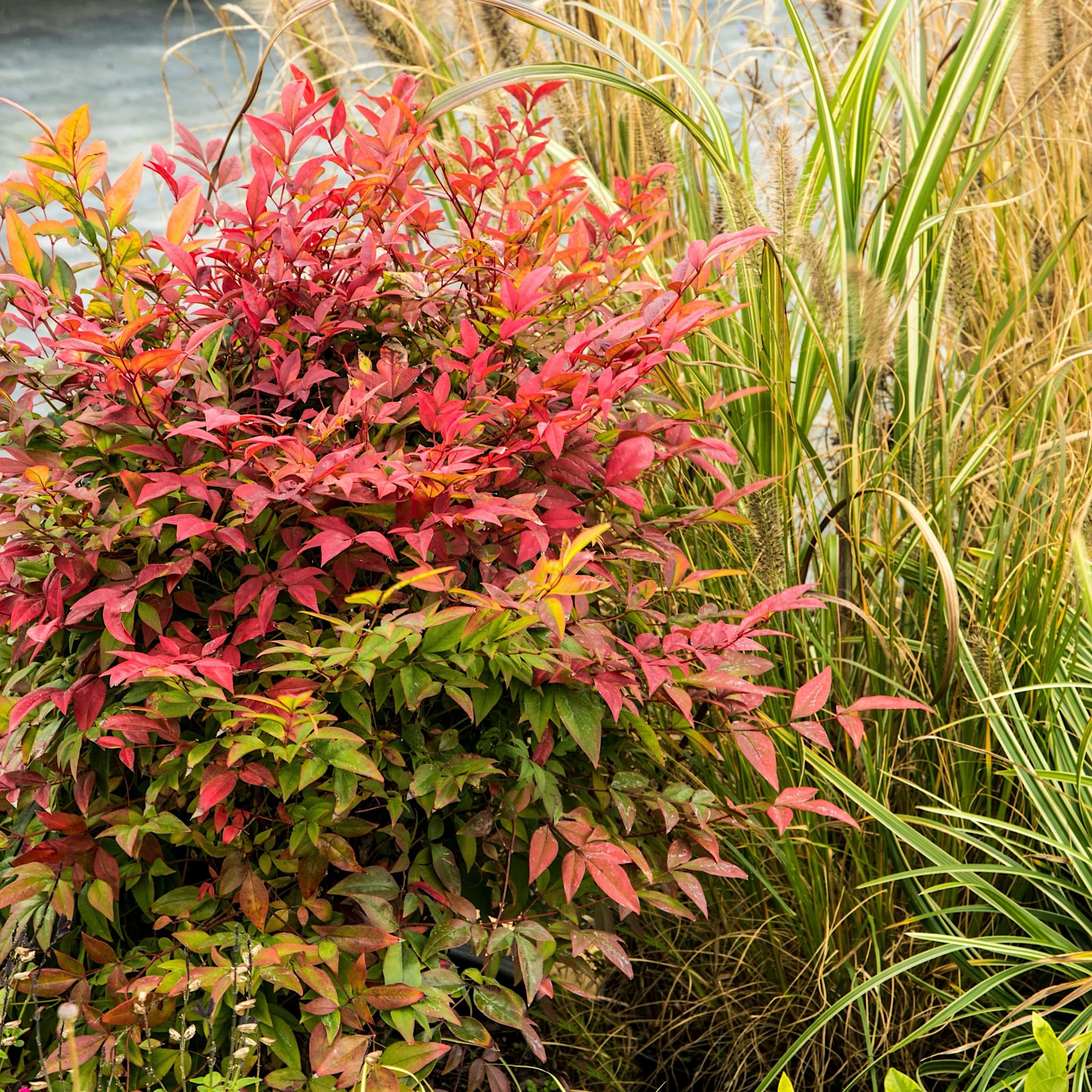 Nandina domestica 'Gulf Stream'
