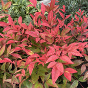 Nandina domestica 'Obsessed'