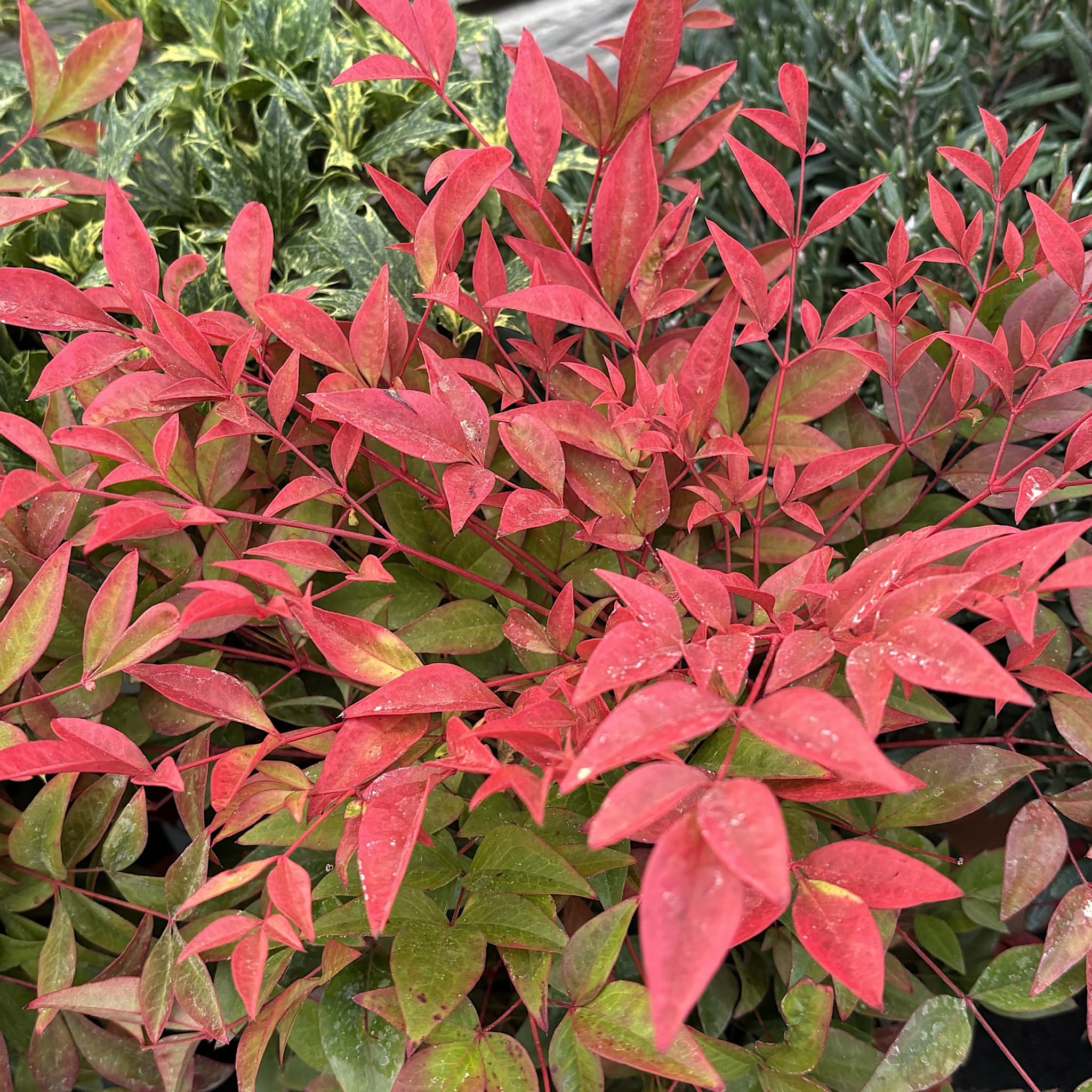 Nandina domestica 'Obsessed'