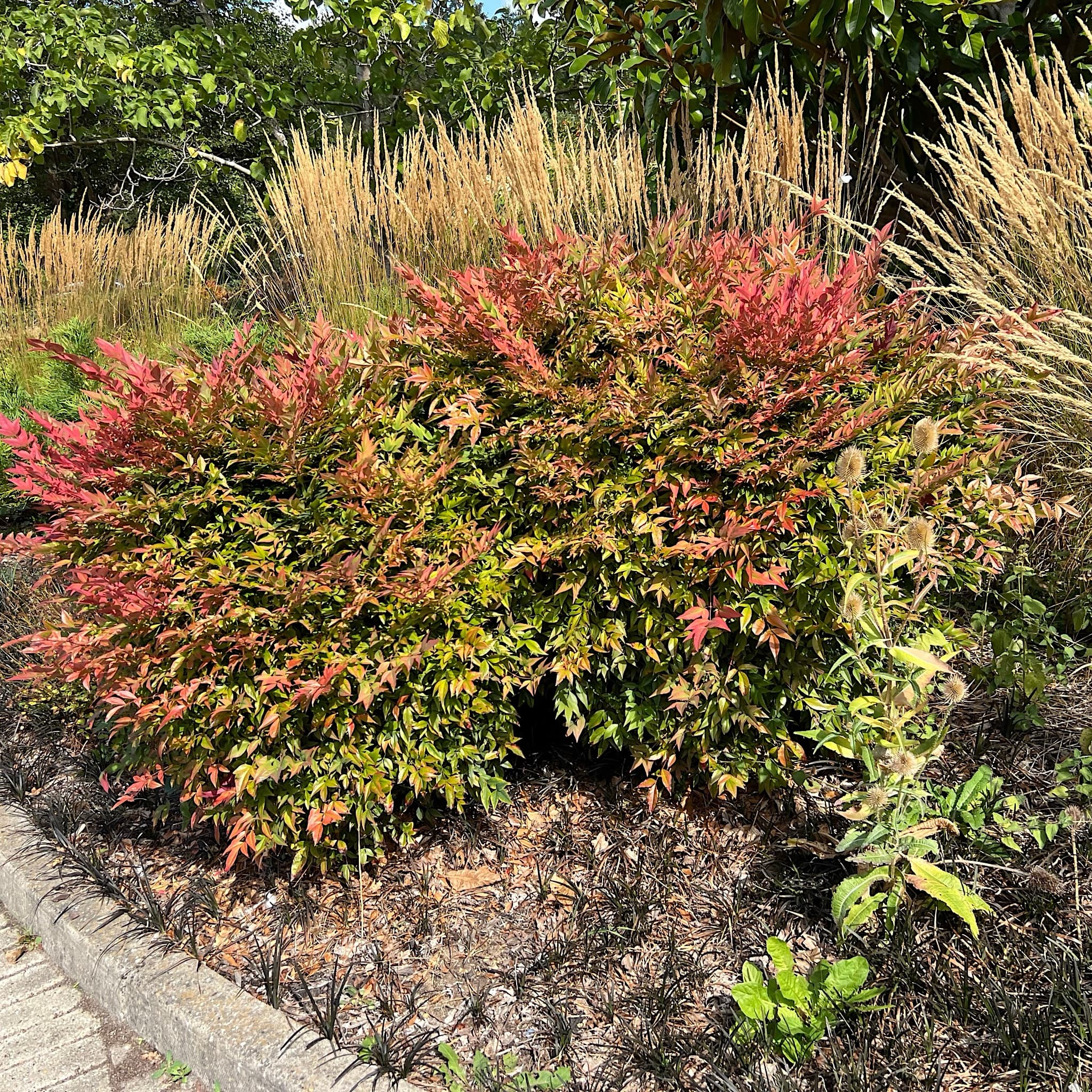 Nandina domestica 'Obsessed'