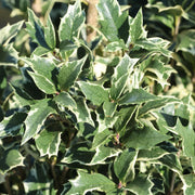 Osmanthus het. 'Variegatus'