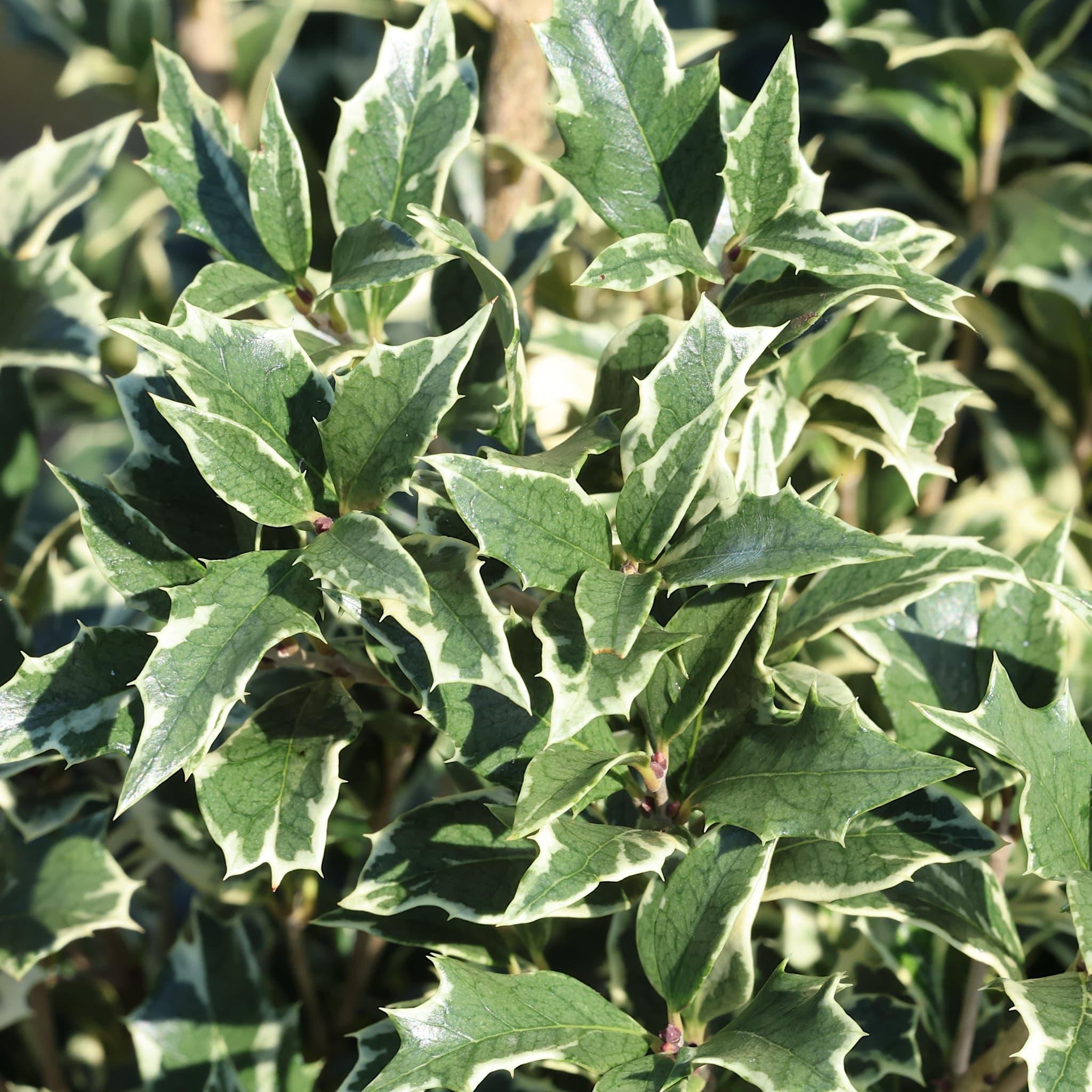 Osmanthus het. 'Variegatus'