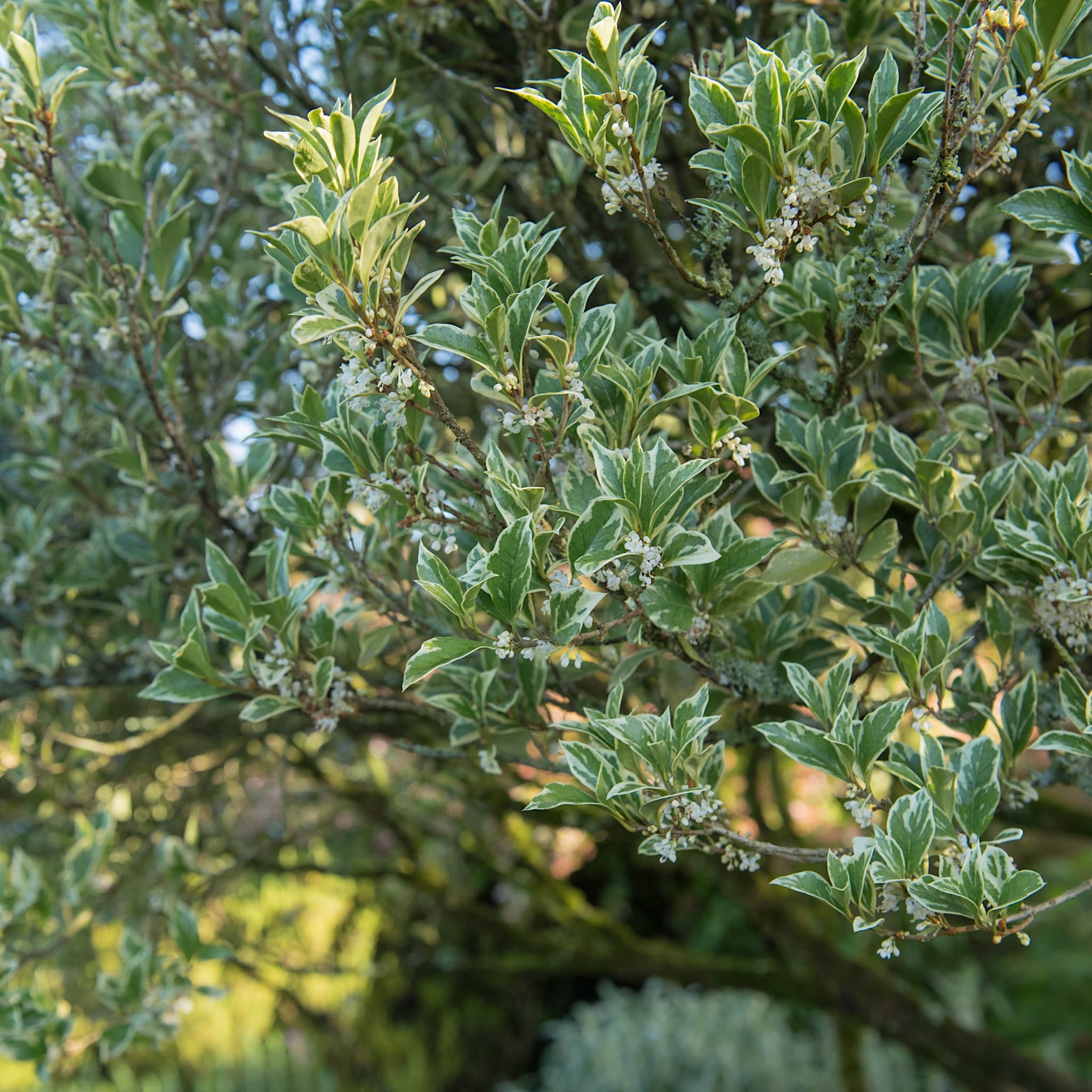 Osmanthus het. 'Variegatus'