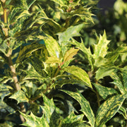 Osmanthus het. 'Tricolor'