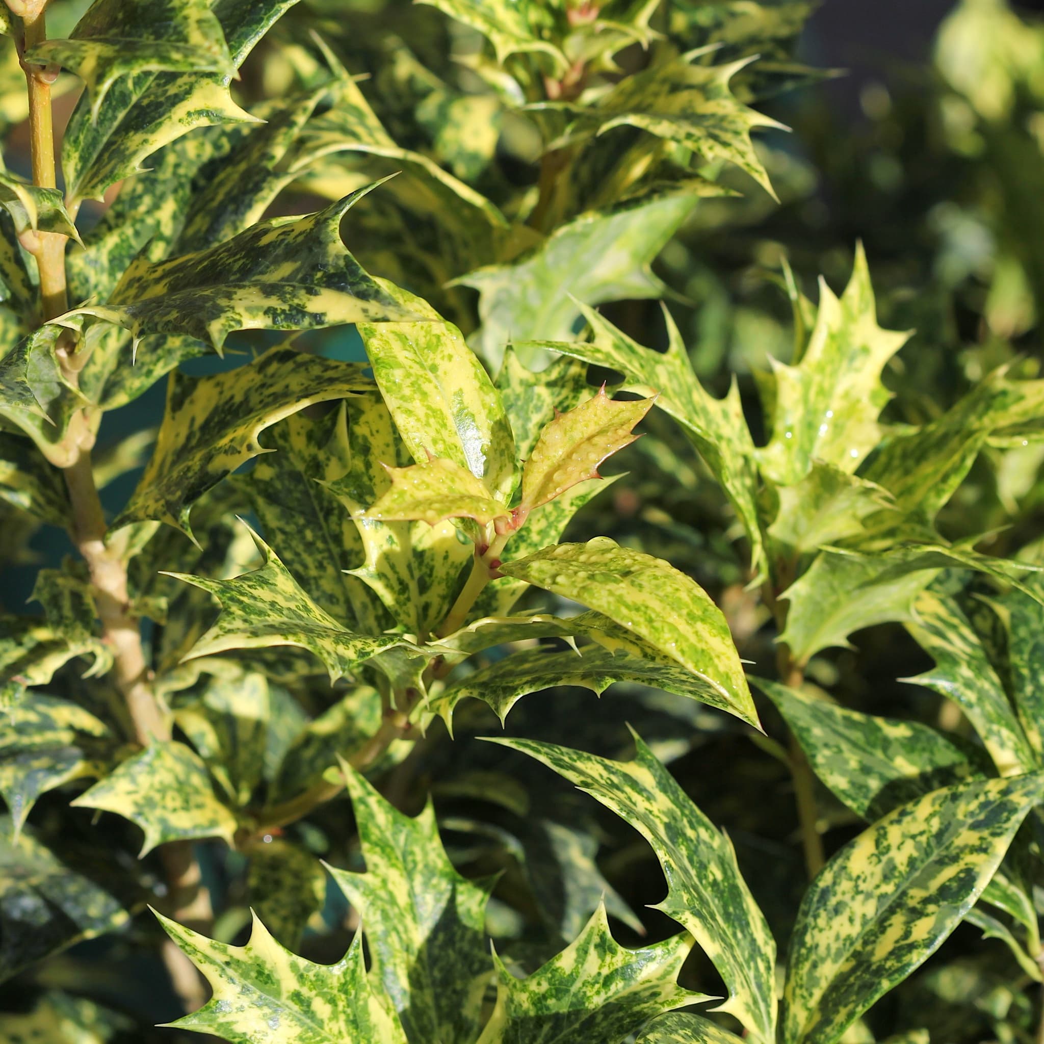 Osmanthus het. 'Tricolor'