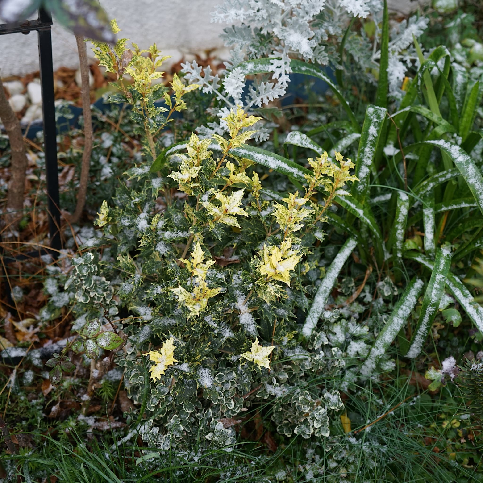 Osmanthus het. 'Tricolor'