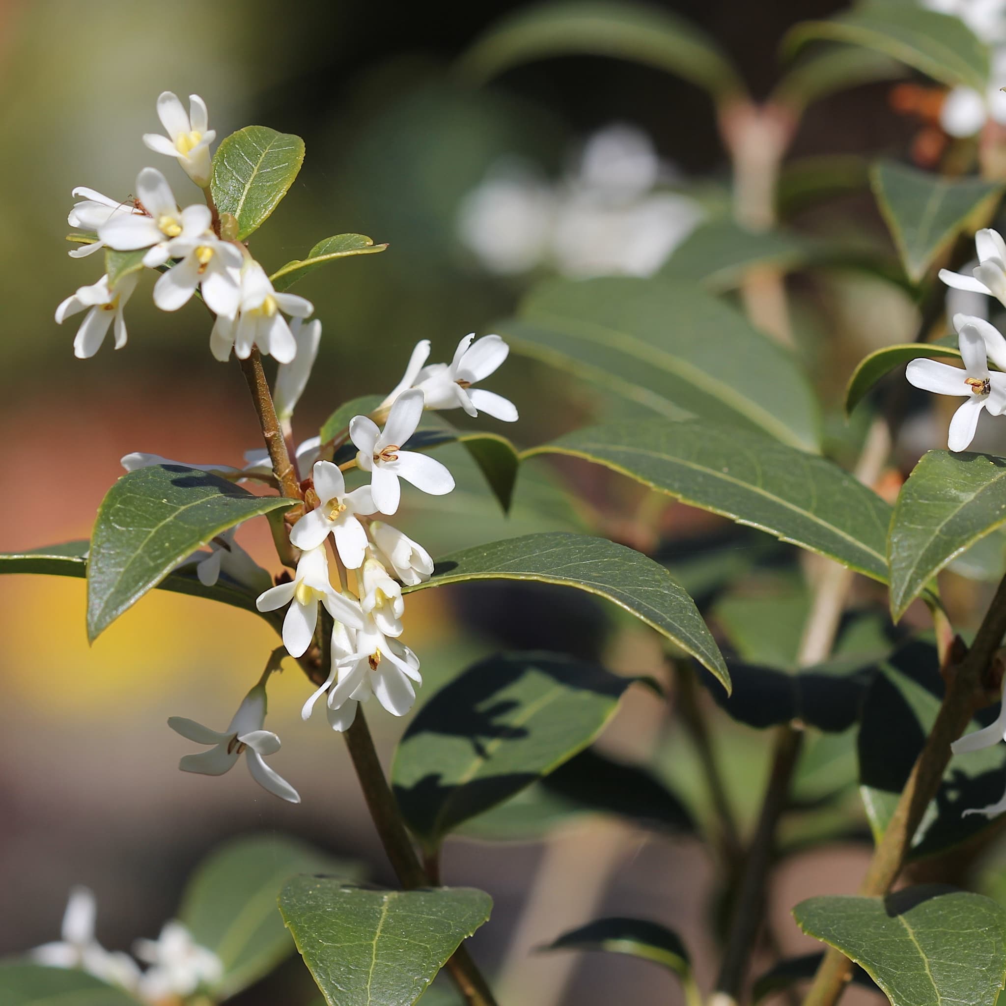 Osmanthus x burkwoodii