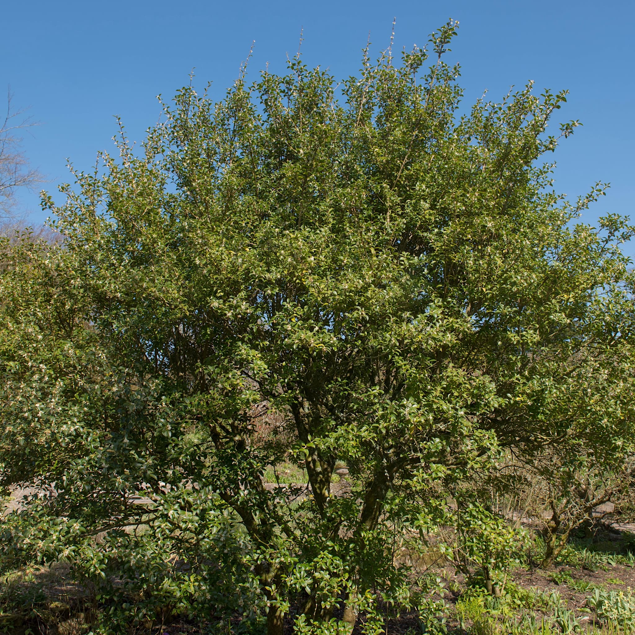Osmanthus x burkwoodii
