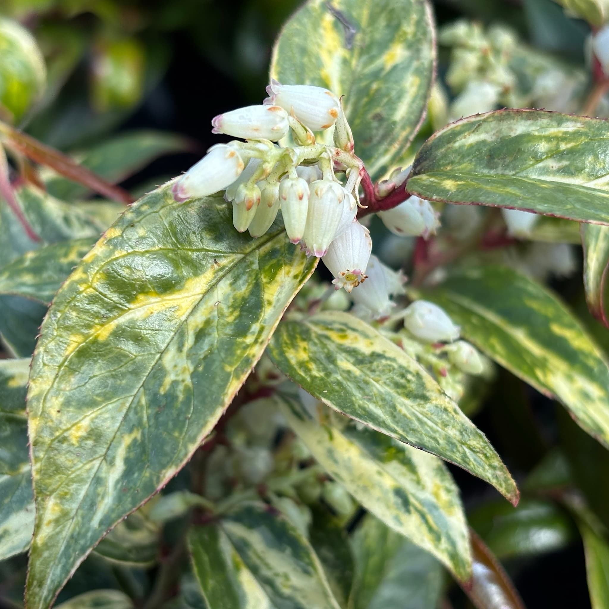 Leucothoe fontanesiana 'Makijaz'