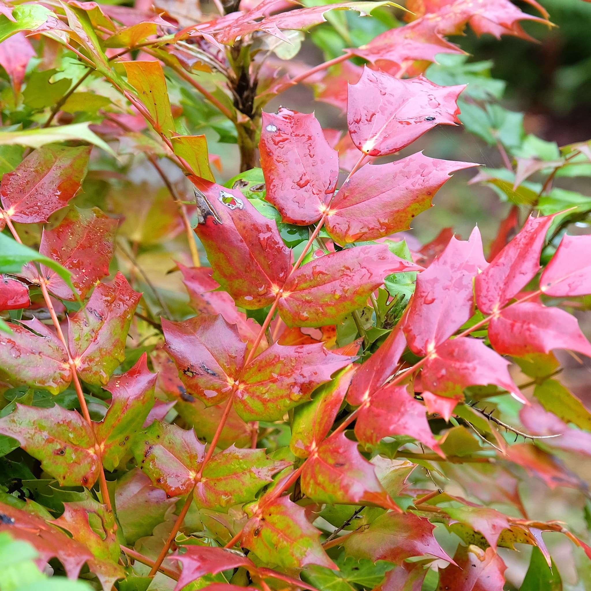 Mahonia japonica 'Bealei’