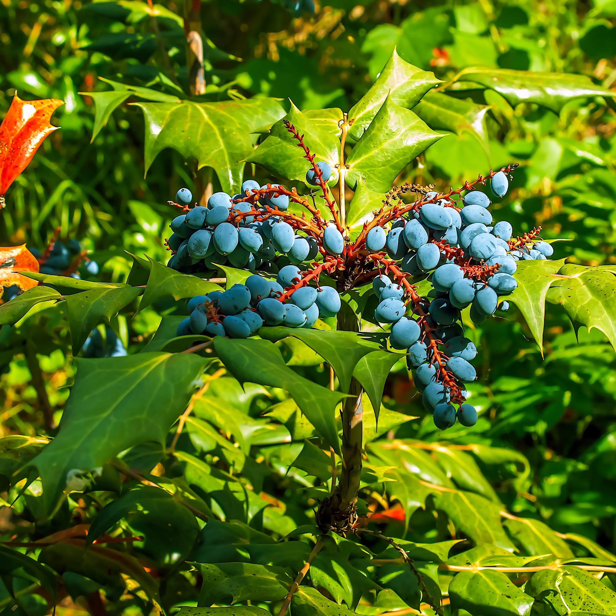Mahonia japonica 'Bealei’