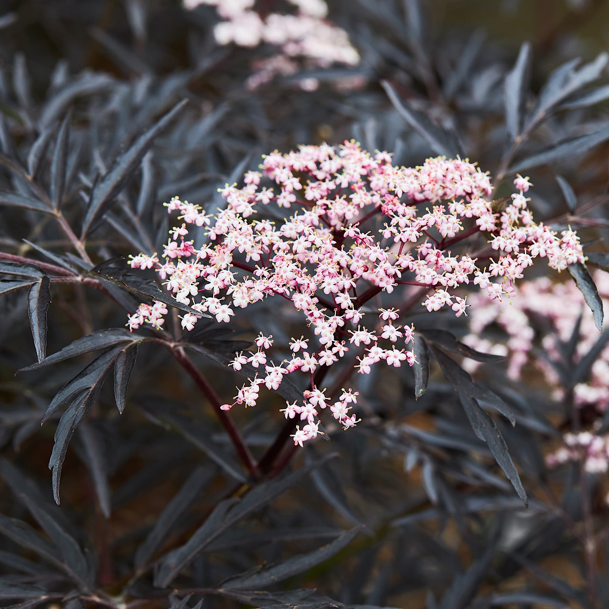 Sambucus 'Black Lace'