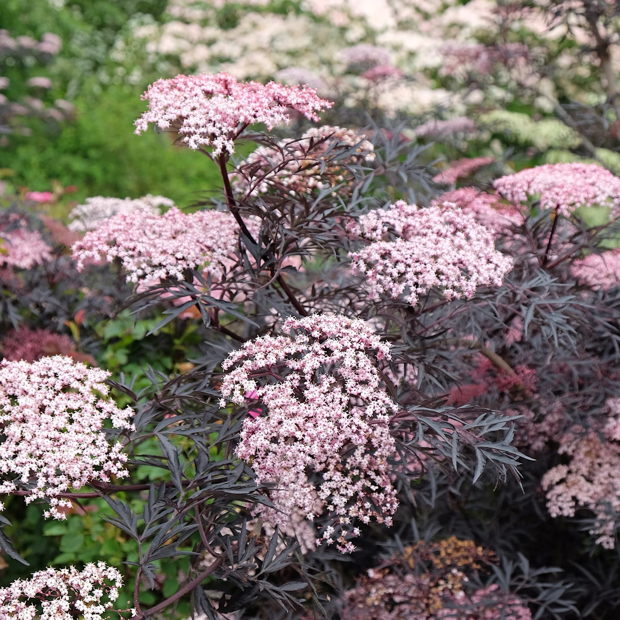 Sambucus 'Black Lace'