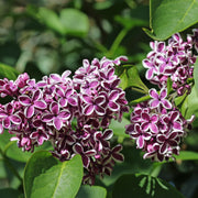 Syringa vulg. 'Sensation'