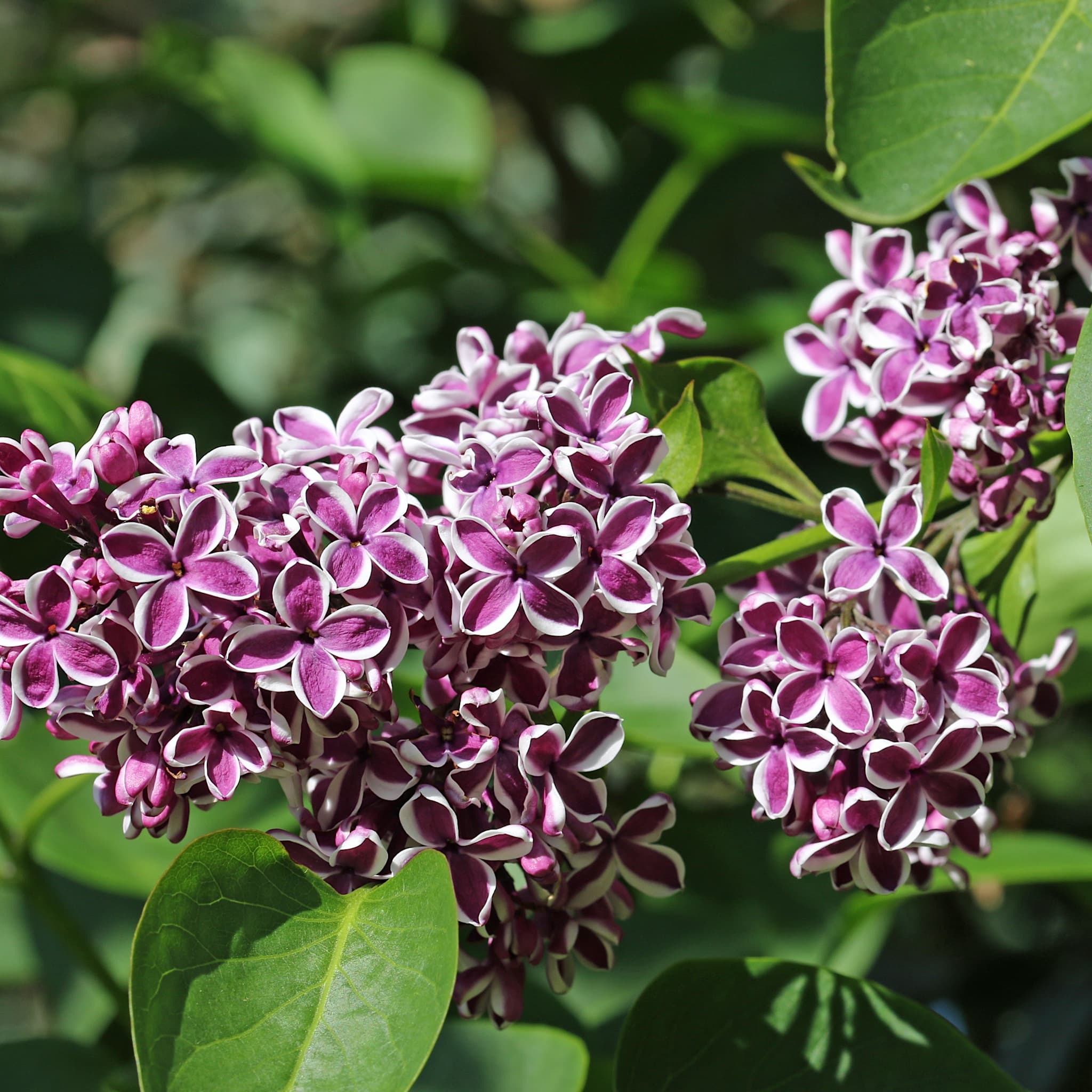 Syringa vulg. 'Sensation'
