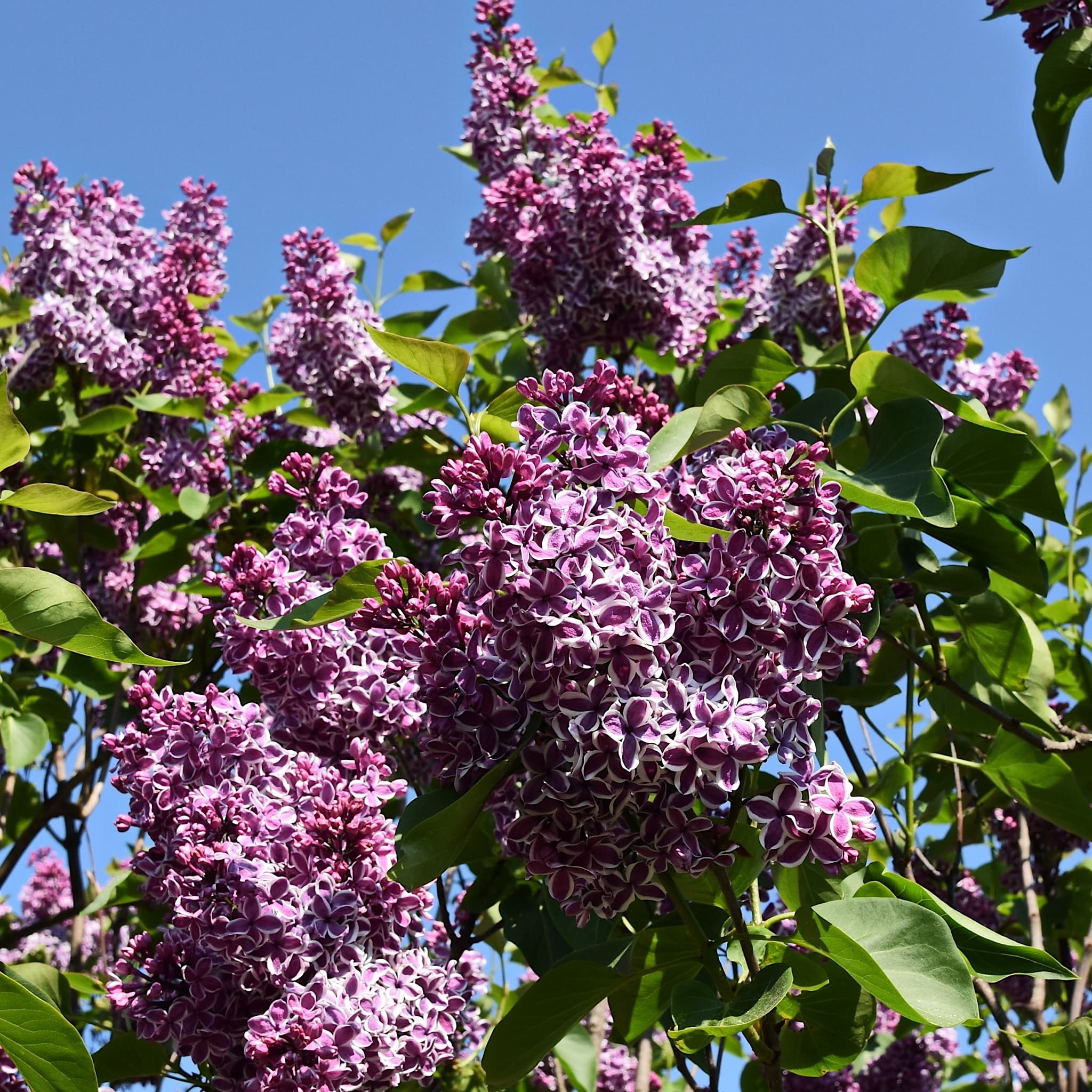 Syringa vulg. 'Sensation'