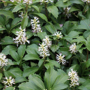 Pachysandra terminalis