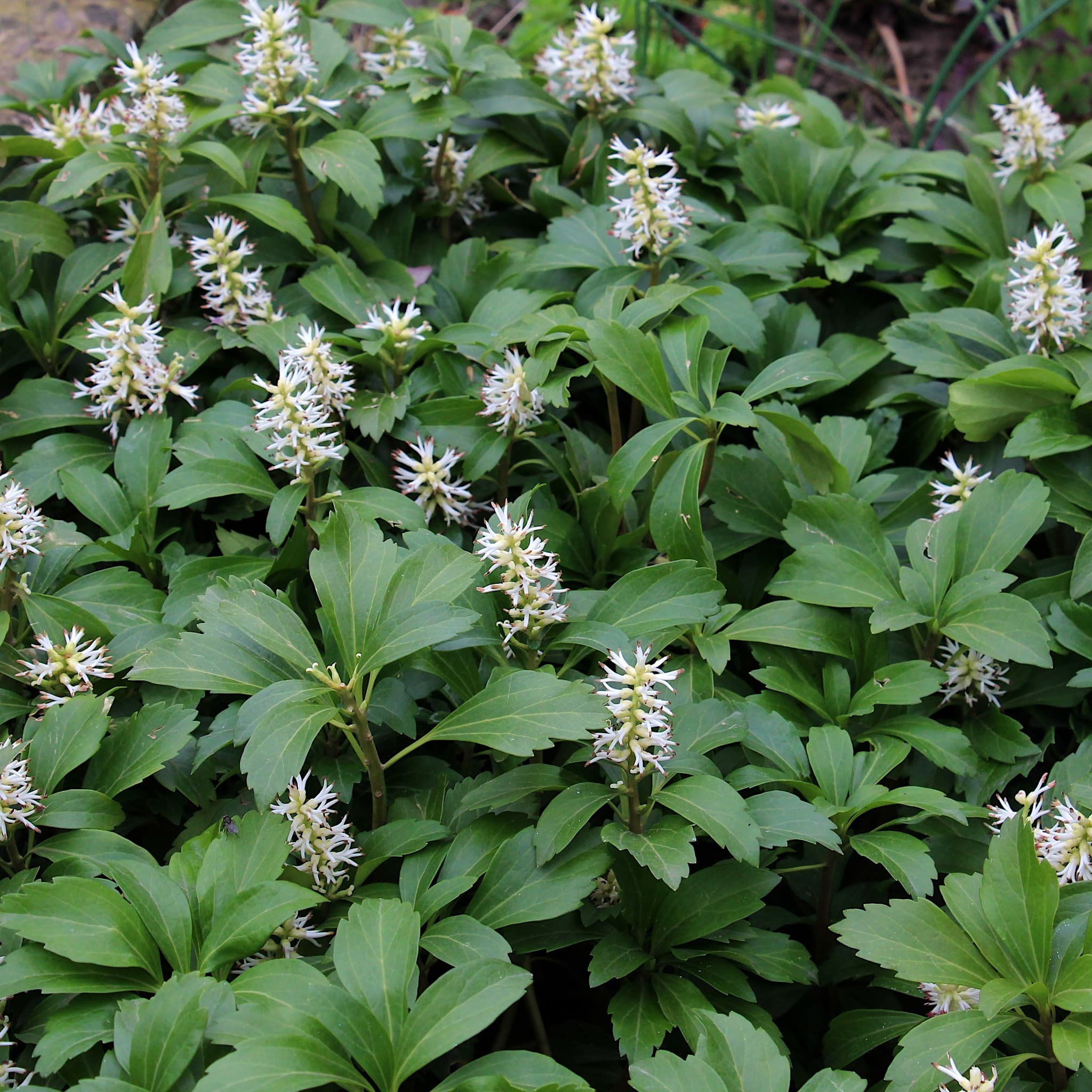 Pachysandra terminalis
