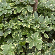 Pachysandra terminalis 'Variegata'