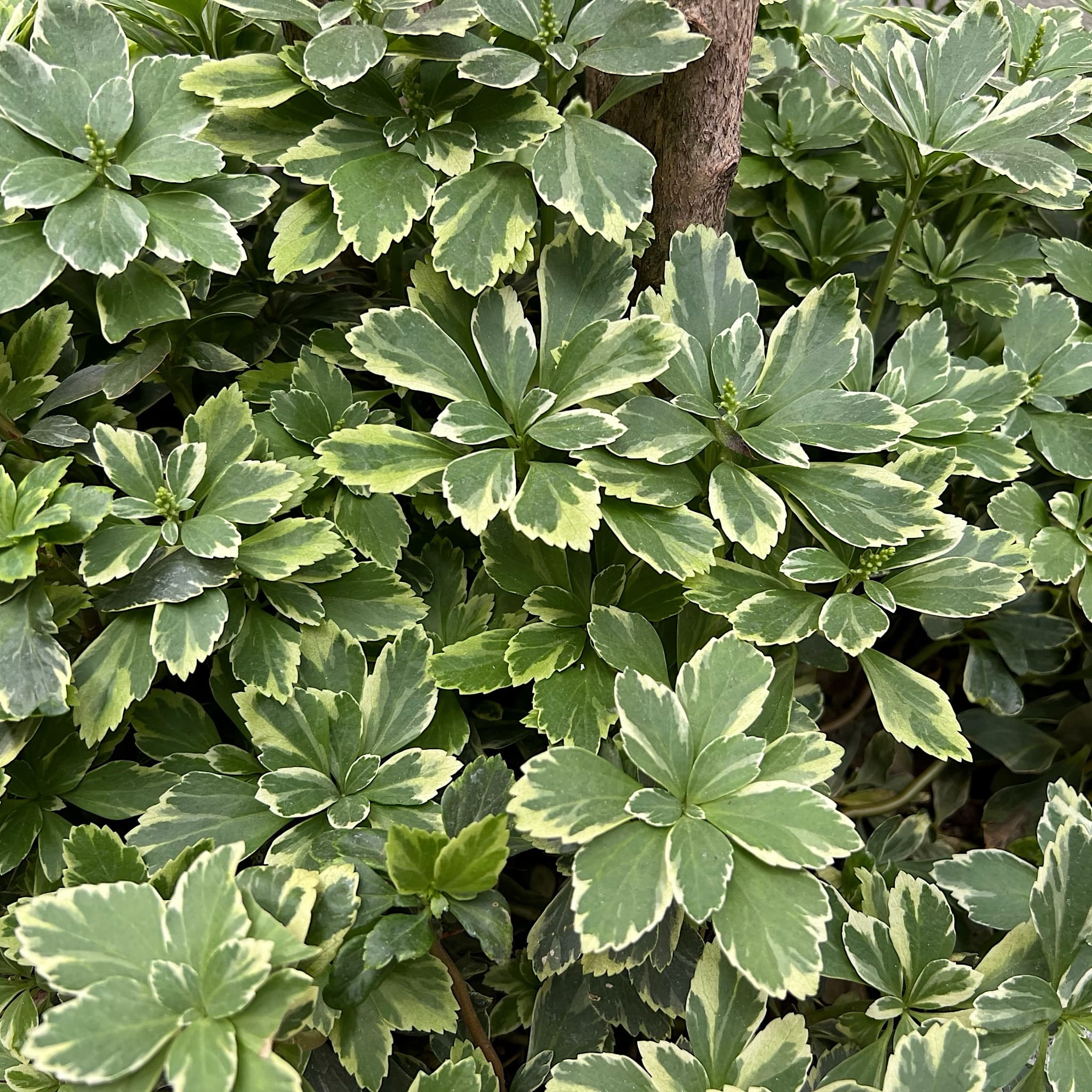Pachysandra terminalis 'Variegata'