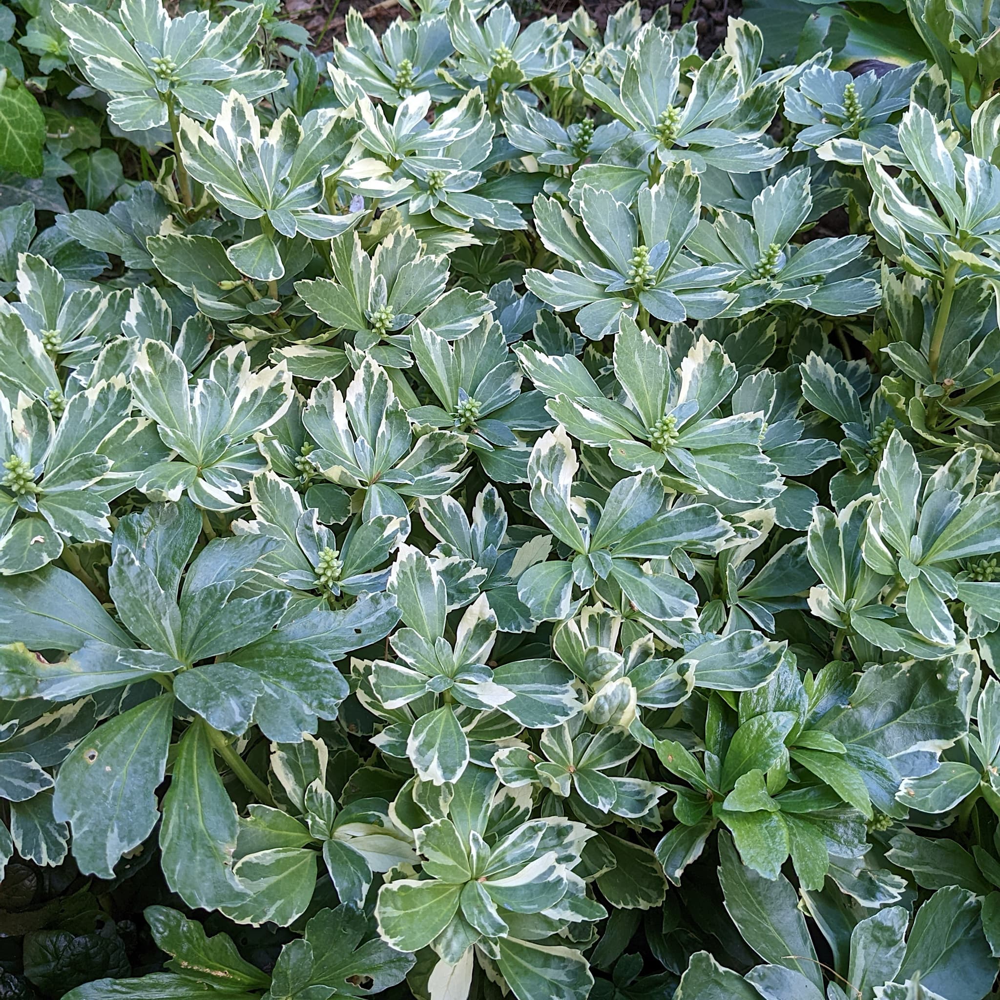 Pachysandra terminalis 'Variegata'