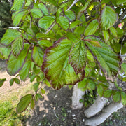 Parrotia persica